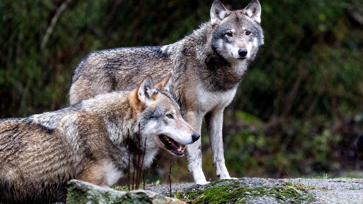 Tuoreimman suden kanta-arvion mukaan susilaumojen määrä oli maaliskuussa 30. Näistä laumoista kokonaan Suomen puolella oli 24 laumaa. Itärajan molemmin puolin liikkui 6 laumaa. Kuvan sudet kuvattu Ähtärissä.