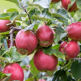 Punainen vai vihreä, makea vai kirpeä? Millaista omenaa syöt mieluiten?