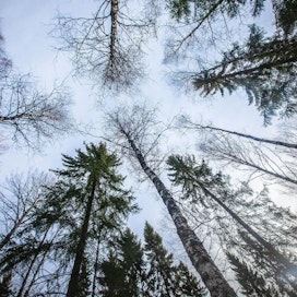 Suomen maakunnista metsäisin on Kainuu. Vähiten metsäisiä ovat Ahvenanmaa ja Varsinais-Suomi.