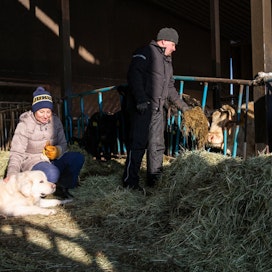 Mikkelissä emolehmätilaa hoitavat Outi ja Petri Herttuainen valittiin juuri Pihvikarjaliiton vuoden 2020 cowgirliksi ja cowboyksi, jotka ovat lisänneet kotimaisen pihvilihan tunnettuutta ja arvostusta. Kuvassa myös koira Lätty.