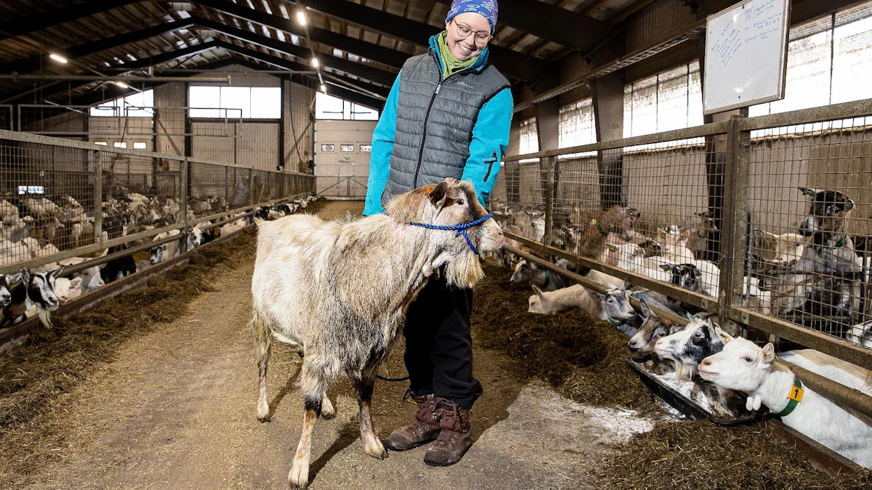Jonna Ukkola ja tilan siitospukki Siirappi, joka on maitorotu alpinen sekä suomenvuohen risteytys.