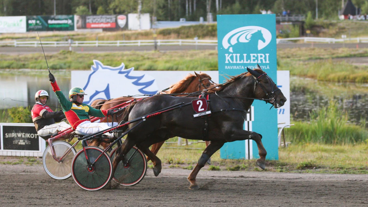 Jani Suonperän Landen Paukku on voittanut kaikki uransa kilpailut. Tusina tuli täyteen Killerillä Derbyssä. Tapio Perttusen Vixeli kesti toiseksi.