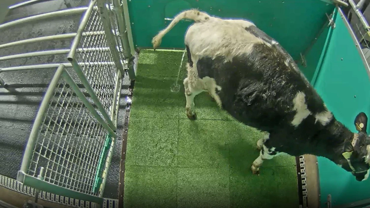 Saksalaistutkijat opettivat holstein-vasikat käyttämään erillistä vessakarsinaa.