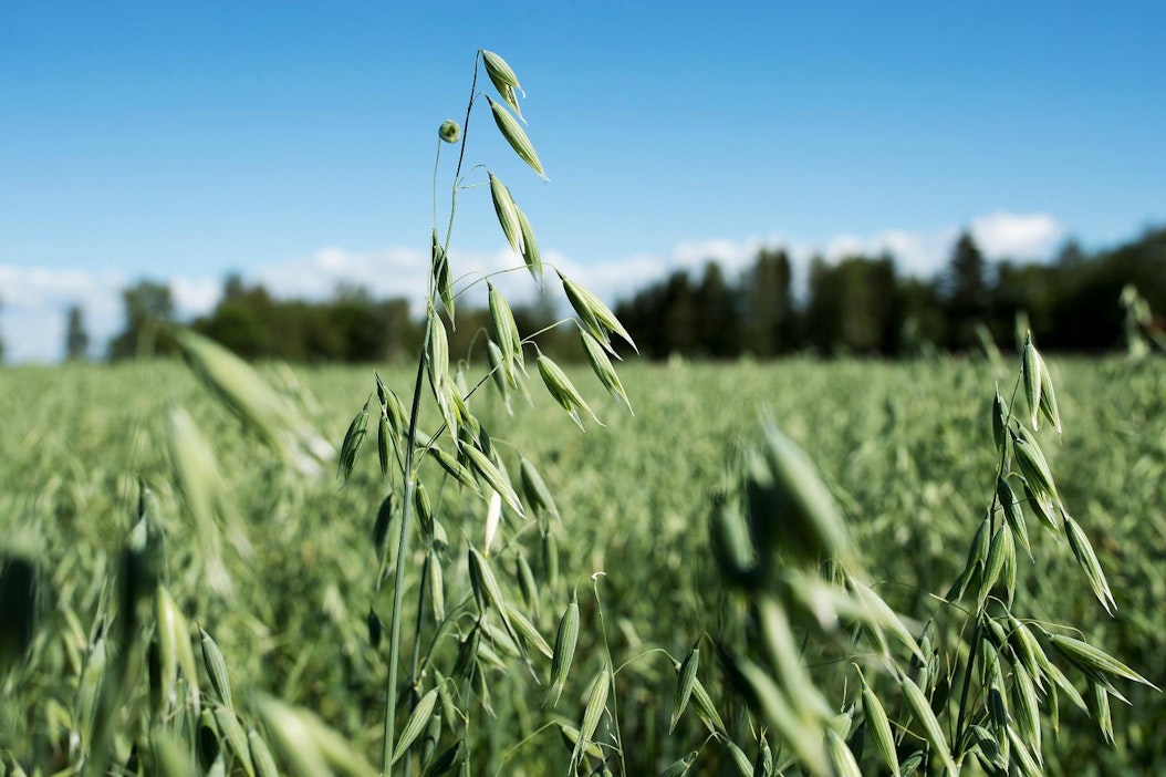 Lumijoen Ylipäässä kaura on röyhyllä.