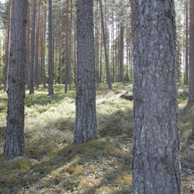 Metso-ohjelma sai lisää rahoitusta hallituksen kehysriihestä keväällä ja suojelua vahvistetaan lisäämällä 5 miljoonan euron vuosittainen panostus Etelä-Suomen Metson toimeenpanoon.