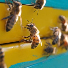 Mehiläisten viime kesän ahkeran työn tuloksia arvioitiin lauantaina Turussa.