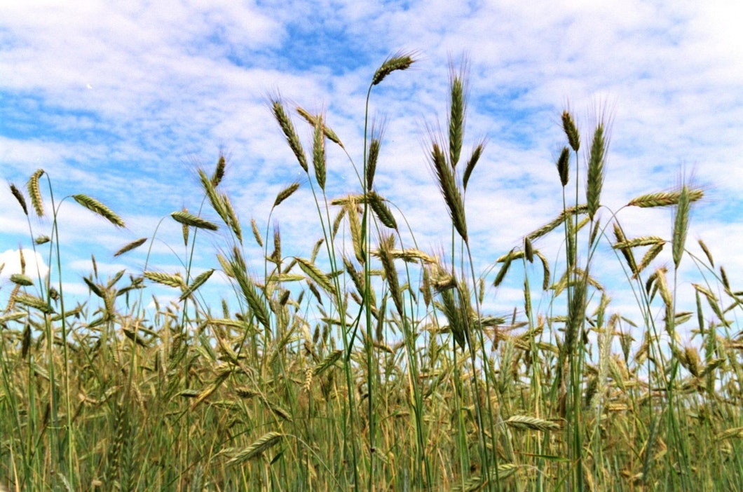Peltokasvipalkkiota maksetaan muun muassa rukiille.