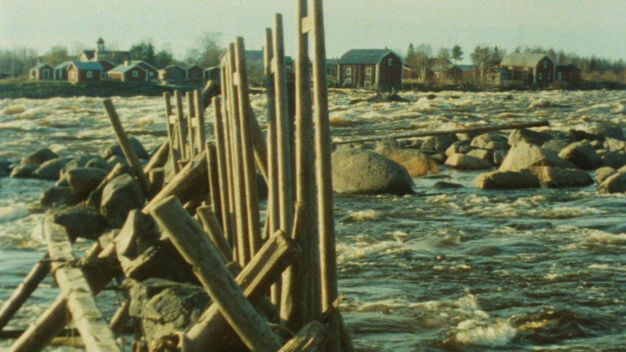 Nahkiaisia pyydetään sälemerralla 1980-luvulla Tornionjoella, joka on pohjoisin Suomen nahkiaisjoista. Kuva filmistä Nahkiainen.