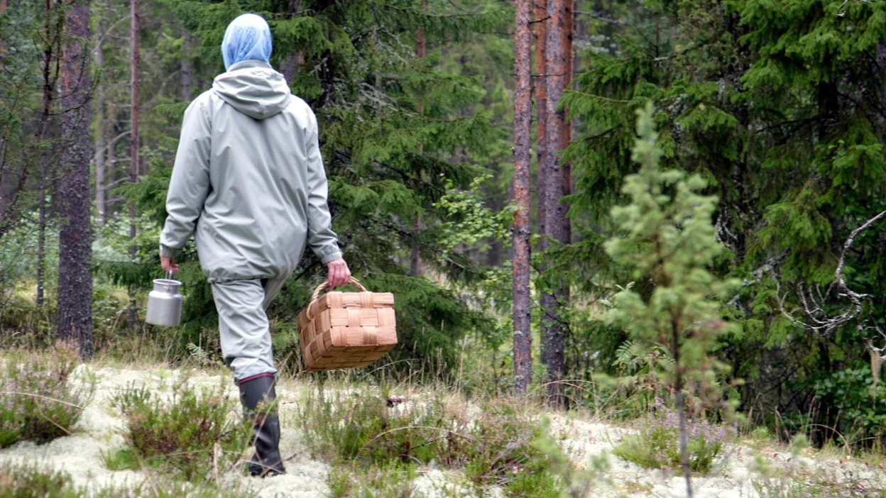 Marjastaja on suojautunut hirvikärpäsiltä sopivalla vaatetuksella. Hämähäkkimäinen ulkonäkö, puremat ja hyönteisen hankala nitistäminen inhottavat monia. Hirvikärpänen ei kuitenkaan voi saada ihmisestä hyödynnettävää isäntää.