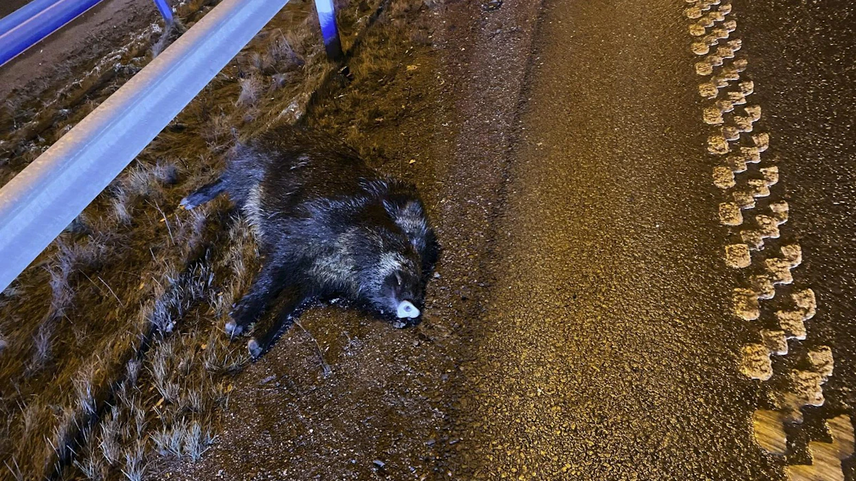 Kolme autoa ajoi ketjukolarin ykköstiellä Uudenmaalla tiellä juosseen villisian vuoksi. Kukaan ei loukkaantunut, mutta villisika kuoli.