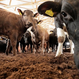 Yhdysvaltalaistutkimus maalaa naudanlihantuotannolle raskaan ympäristöjalanjäljen. On muistettava, että tuotantotavoissa on paljon maa- ja tilakohtaisia eroja muun muassa eläinten ravinnon suhteen.