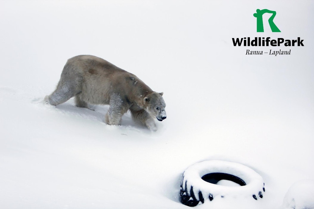 Jääkarhu-uros Nord totuttelee elämään Ranualla ensin omissa oloissaan.