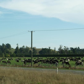 Lehmiä laitumella Uudessa-Seelannissa.