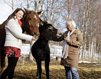 Johanna Niiles-Hautanen (vas.) ja Anne Niiles-Mäki hyödyntävät tarjoamassaan eläinterapiassa suomenhevosta Meno-Rallia sekä Sohvi-aasia.