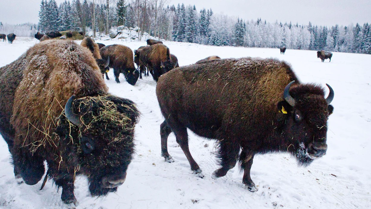 Biisoneiden voisi ainakin aluksi antaa elää ja lisääntyä laajoissa aitauksissa, visioi uusi Rewilding Finland -järjestö.