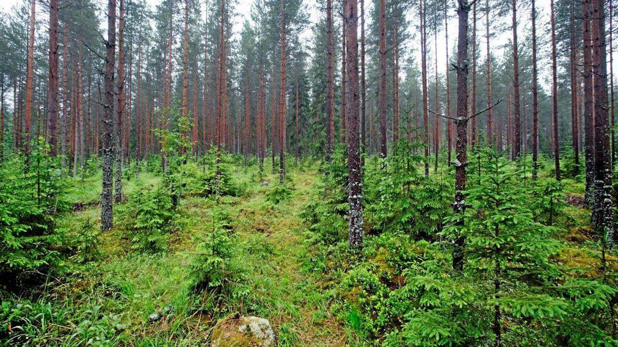 Metsäntutkimuslaitoksen Vesijaon tutkimusmetsä
metla metsä metsätutkimus metsänhoito puu mänty kuusi maisema alaharvennus