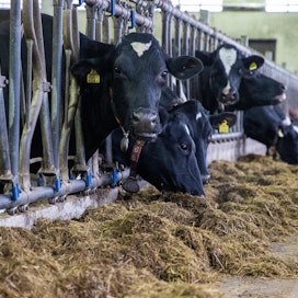 Verrattuna edellisvuoden vastaavaan ajankohtaan vuoden 2021 tammi–marraskuussa maidontuotanto väheni neljä prosenttia.