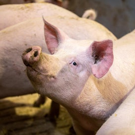 Ruotsissa sianlihan hinta on noussut 2,05 euroon kilolta. Arkistokuva suomalaiselta sikatilalta.