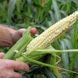 Maissia viljellään hiukan myös Suomessa. Täällä sitä käytetään pääasiassa säilörehuksi.