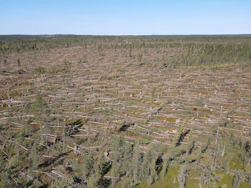 Juhannuksen alla riehuneen Paula-myrskyn pelätään kaataneen puustoa jopa kahden miljoonan kuutiometrin verran Koillismaalla, Kainuussa ja Pohjois-Pohjanmaalla.