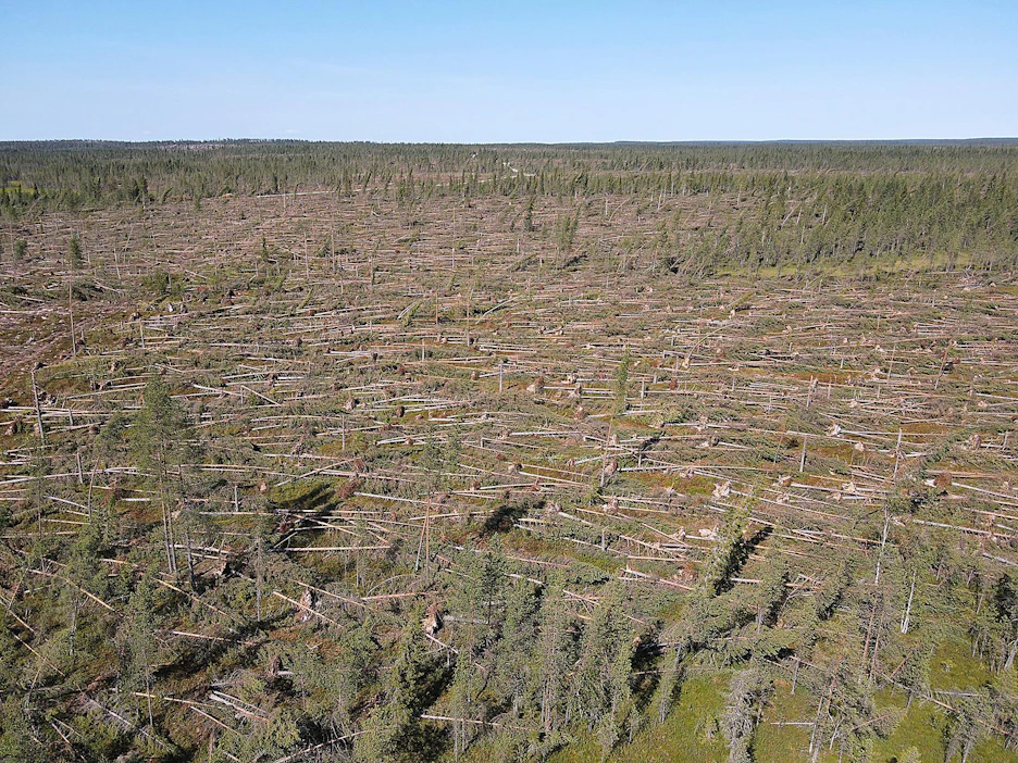 Juhannuksen alla riehuneen Paula-myrskyn pelätään kaataneen puustoa jopa kahden miljoonan kuutiometrin verran Koillismaalla, Kainuussa ja Pohjois-Pohjanmaalla.