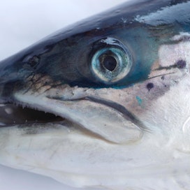 Tornionjoesta löydettiin vuosina 2014 ja 2015 tuhansia vesihomeen peitossa olevia kuolleita kaloja. Kuvituskuva