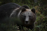 Karhut herkuttelevat nyt marjoilla ja keräävät rasvakerrosta talvea varten. Kuvan karhu ei liity tapaukseen.