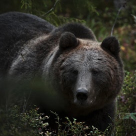 Karhut herkuttelevat nyt marjoilla ja keräävät rasvakerrosta talvea varten. Kuvan karhu ei liity tapaukseen.
