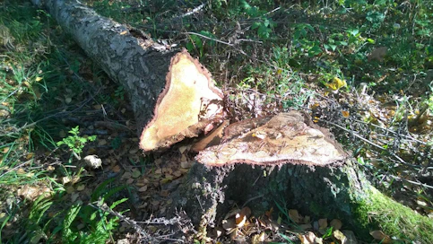 Myrskypuiden korjuussa ripeys on valttia. Pahat kohteet kannattaa jättää ammattilaisille.