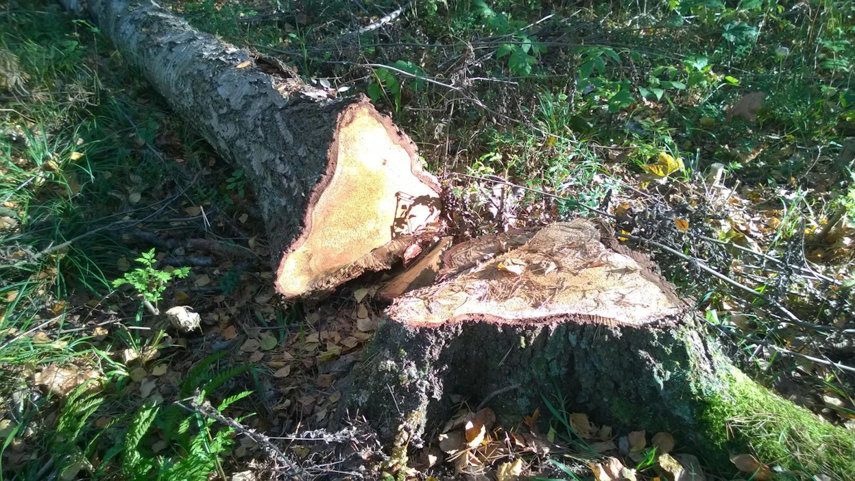 Myrskypuiden korjuussa ripeys on valttia. Pahat kohteet kannattaa jättää ammattilaisille.