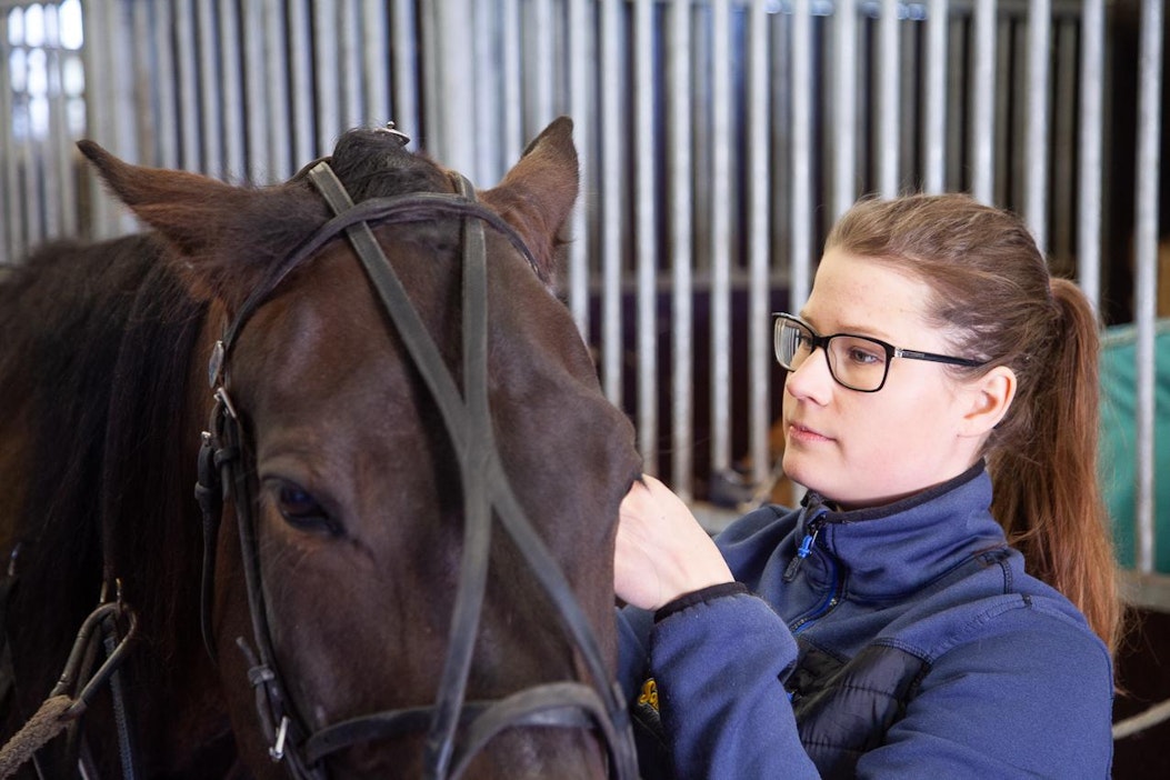 Janina Lehtonen valjastaa Black Bregoa Kruunkallion tallin käytävällä.