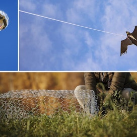 Valkoposkihanhien karkotuskeinoina kokeiltiin muun muassa haukkaleijaa ja erilaisia ilmapalloja. Laidunnuspaineen mittaamiseksi koealoille vietiin verkkohäkkejä, joiden sisältä linnut eivät yltäneet syömään.