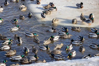 BirdLife Suomi suosittelee, että lintuja ruokitaan vain talvisin. Yleensä linnut löytävät kesällä luonnosta ravintonsa, ja lämpimässä taudit leviävät ruokintapaikoilla herkästi.