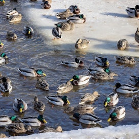 BirdLife Suomi suosittelee, että lintuja ruokitaan vain talvisin. Yleensä linnut löytävät kesällä luonnosta ravintonsa, ja lämpimässä taudit leviävät ruokintapaikoilla herkästi.