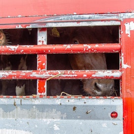 Miljoonia eläimiä kuljetetaan EU:n alueella sekä EU-maiden ja kolmansien maiden välillä vuosittain.