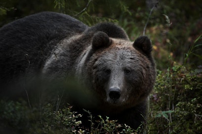 Osa karhuista aiheuttaa merkittävää haittaa erityisesti mehiläistarhoille ja lammastiloille.