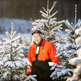 Esko Tanskasella on yli 50 vuoden kokemus joulukuusien kasvattamisesta. Uransa aikana hän on muun muassa toimittanut Kekkosesta alkaen joulukuusen neljälle peräkkäiselle presidentille.