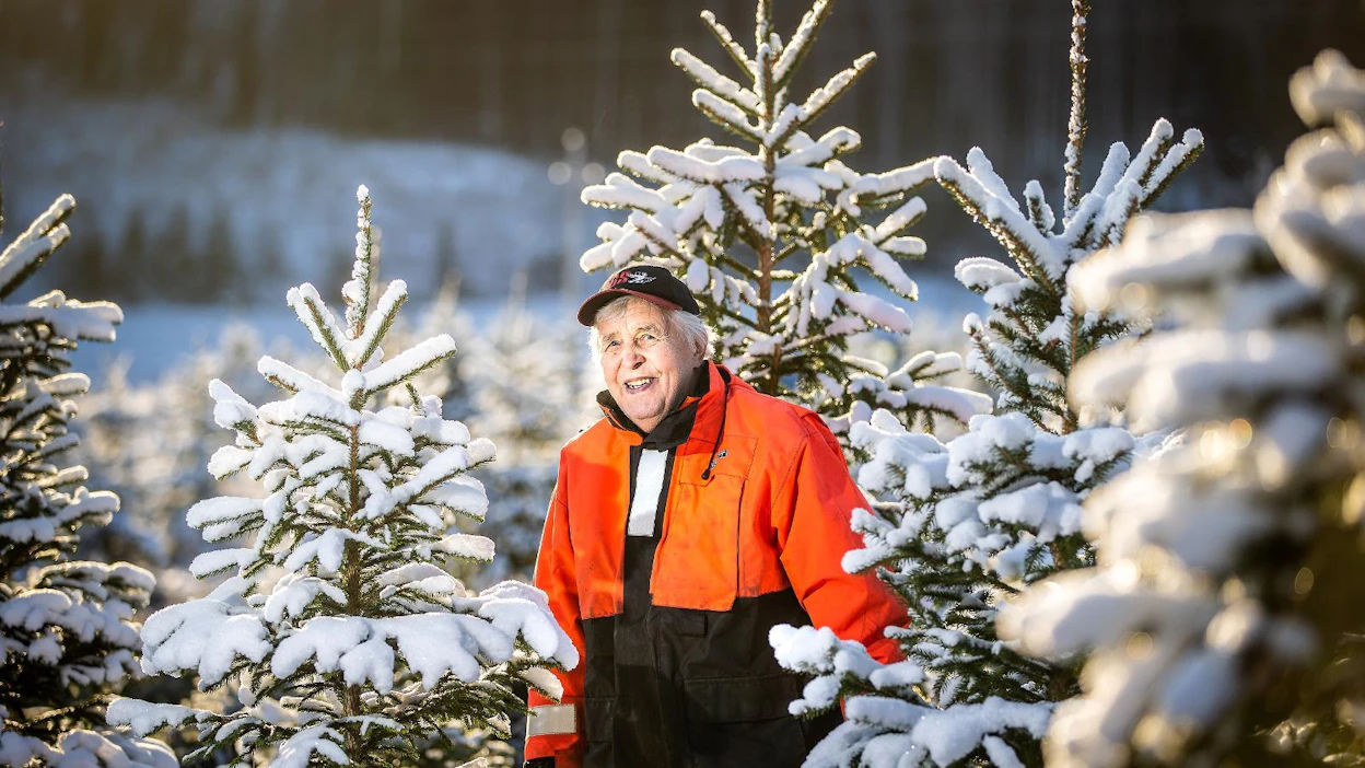Esko Tanskasella on yli 50 vuoden kokemus joulukuusien kasvattamisesta. Uransa aikana hän on muun muassa toimittanut Kekkosesta alkaen joulukuusen neljälle peräkkäiselle presidentille.