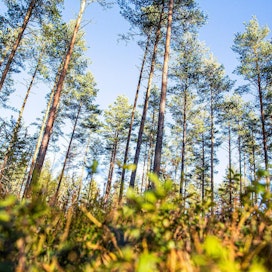 Noin neljännes Suomen metsistä on suometsiä.