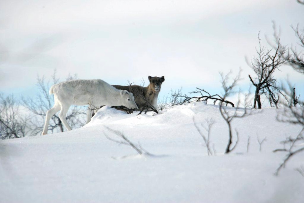 Matkabloggaajat tutustuivat muun muassa poroihin Lapissa.
