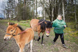 Poneilla on oma tahto ja kilpaponeilla sitä on erityisesti. ”Joku sanoo niitä itsepäisiksi, mutta minä pidän sitä hyvänä ominaisuutena. Ihmisen on sitten vain pidettävä ponille selvät, johdonmukaiset säännöt. Toiset kokeilevat sitä vähemmän, toiset useammankin kerran”, Erja Mattila sanoo. Smedens Zeldan varsa Fernanda Wee tahtoo jo kulkea omia reittejään.