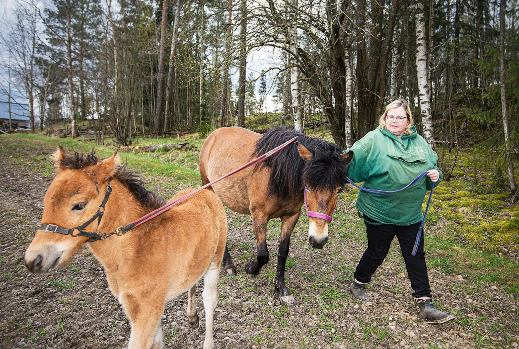 Poneilla on oma tahto ja kilpaponeilla sitä on erityisesti. ”Joku sanoo niitä itsepäisiksi, mutta minä pidän sitä hyvänä ominaisuutena. Ihmisen on sitten vain pidettävä ponille selvät, johdonmukaiset säännöt. Toiset kokeilevat sitä vähemmän, toiset useammankin kerran”, Erja Mattila sanoo. Smedens Zeldan varsa Fernanda Wee tahtoo jo kulkea omia reittejään.