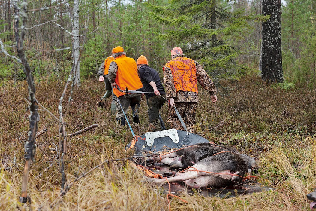 Metsästysseurueiden kannattaa sopia erillisistä saaliinnouto- ja käsittelyryhmistä, joihin ei kuulu riskiryhmäläisiä.