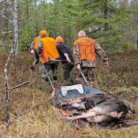 Metsästysseurueiden kannattaa sopia erillisistä saaliinnouto- ja käsittelyryhmistä, joihin ei kuulu riskiryhmäläisiä.
