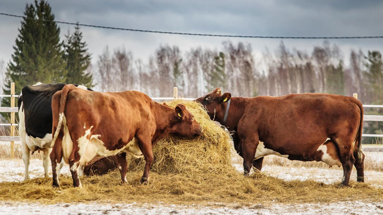 Valtaosa LähiTapiolan laajan henkilökeskeytysvakuutuksen ottaneista on karjatilallisia.