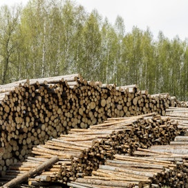 Kaikkien puutavaralajien hinnat olivat nousussa viime viikolla.