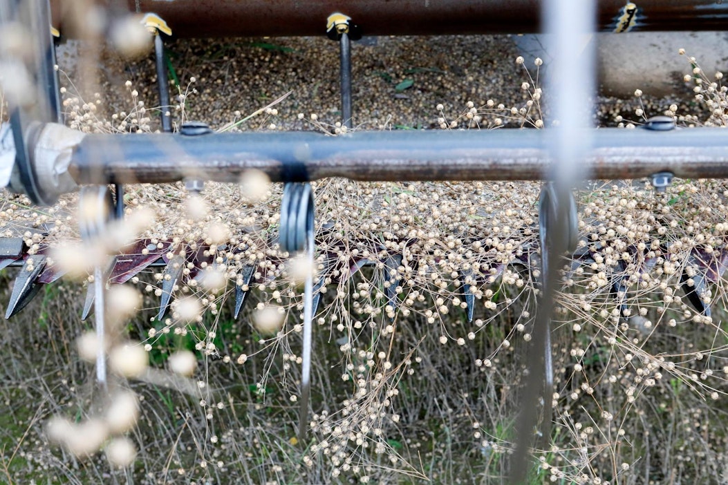 Öljypellavan uutta lajiketta Faseria puitiin Elixi Oilille siemensopimuksella.
