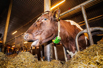 Nautojen koronavirus on sukua ihmisten koronavirukselle, mutta siitä ei ole ihmisille vaaraa. Myöskään ihmisten covid-19 ei tartu nautoihin.