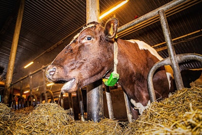 Nautojen koronavirus on sukua ihmisten koronavirukselle, mutta siitä ei ole ihmisille vaaraa. Myöskään ihmisten covid-19 ei tartu nautoihin.