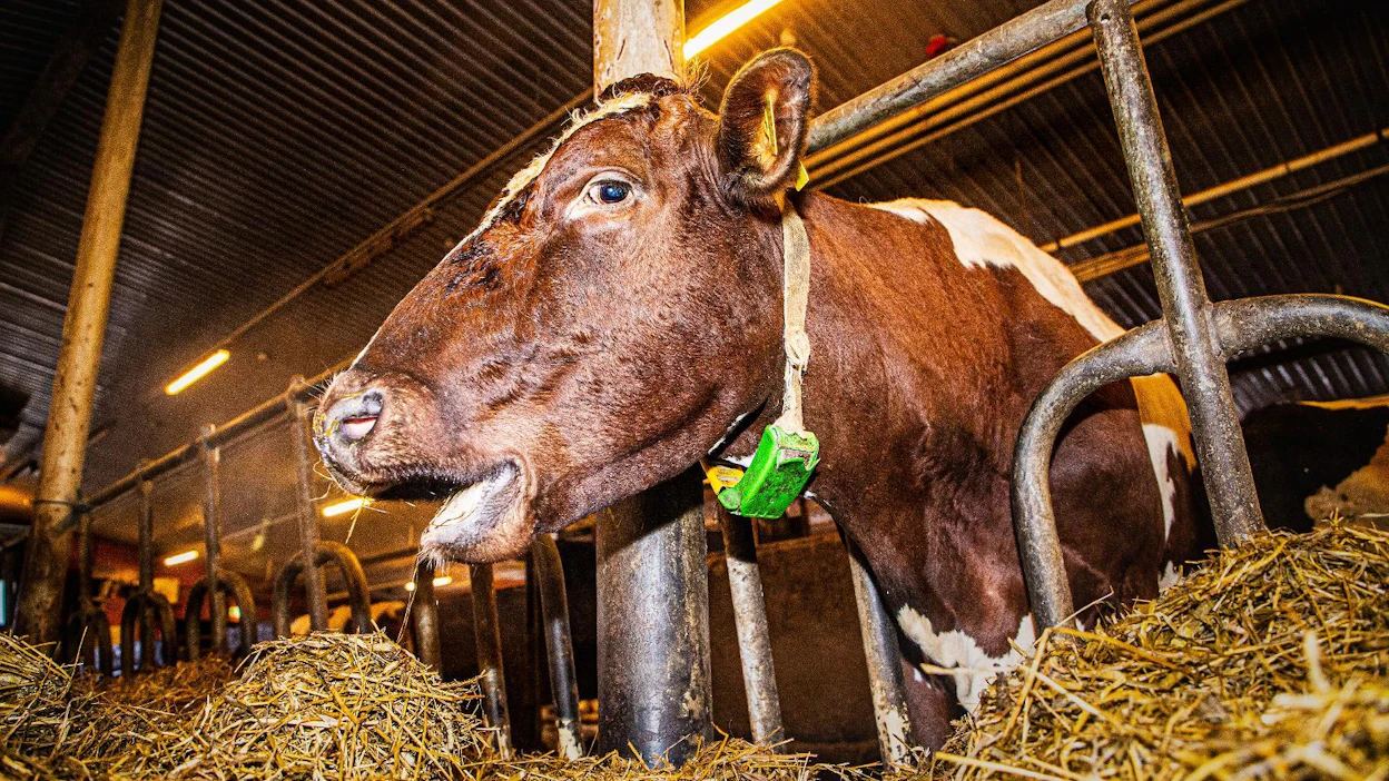 Nautojen koronavirus on sukua ihmisten koronavirukselle, mutta siitä ei ole ihmisille vaaraa. Myöskään ihmisten covid-19 ei tartu nautoihin.